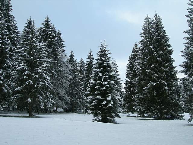 Macromiceti jurassiani � la lunga ricerca